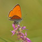 Großer Feuerfalter (Lycaena dispar ssp. rutila), Männchen