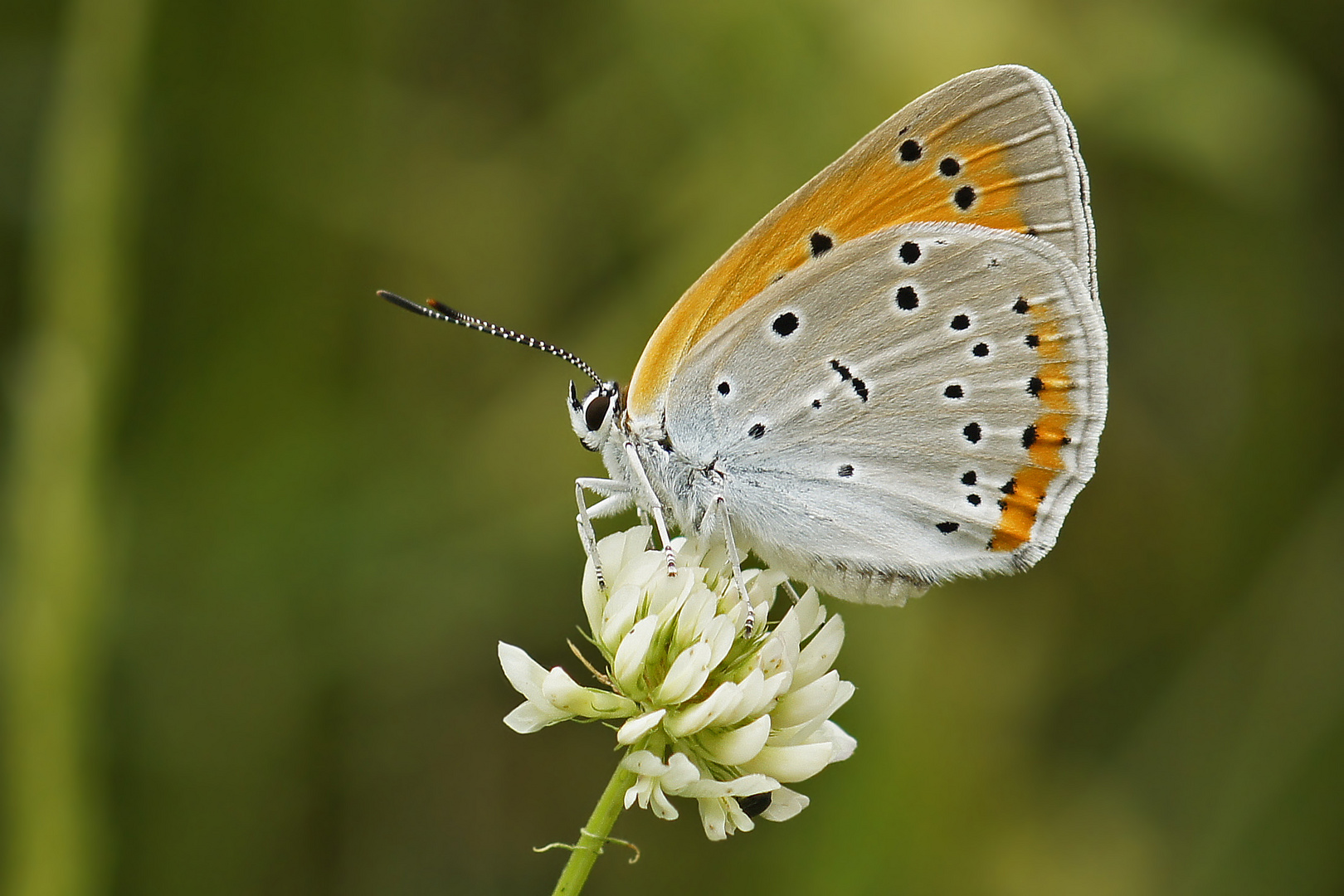 Großer Feuerfalter (Lycaena dispar ssp. rutila), Weibchen