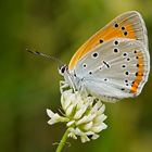 Großer Feuerfalter (Lycaena dispar ssp. rutila), Weibchen