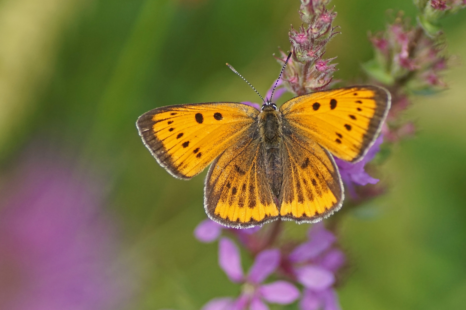 Großer Feuerfalter (Lycaena dispar ssp. rutila), Weibchen