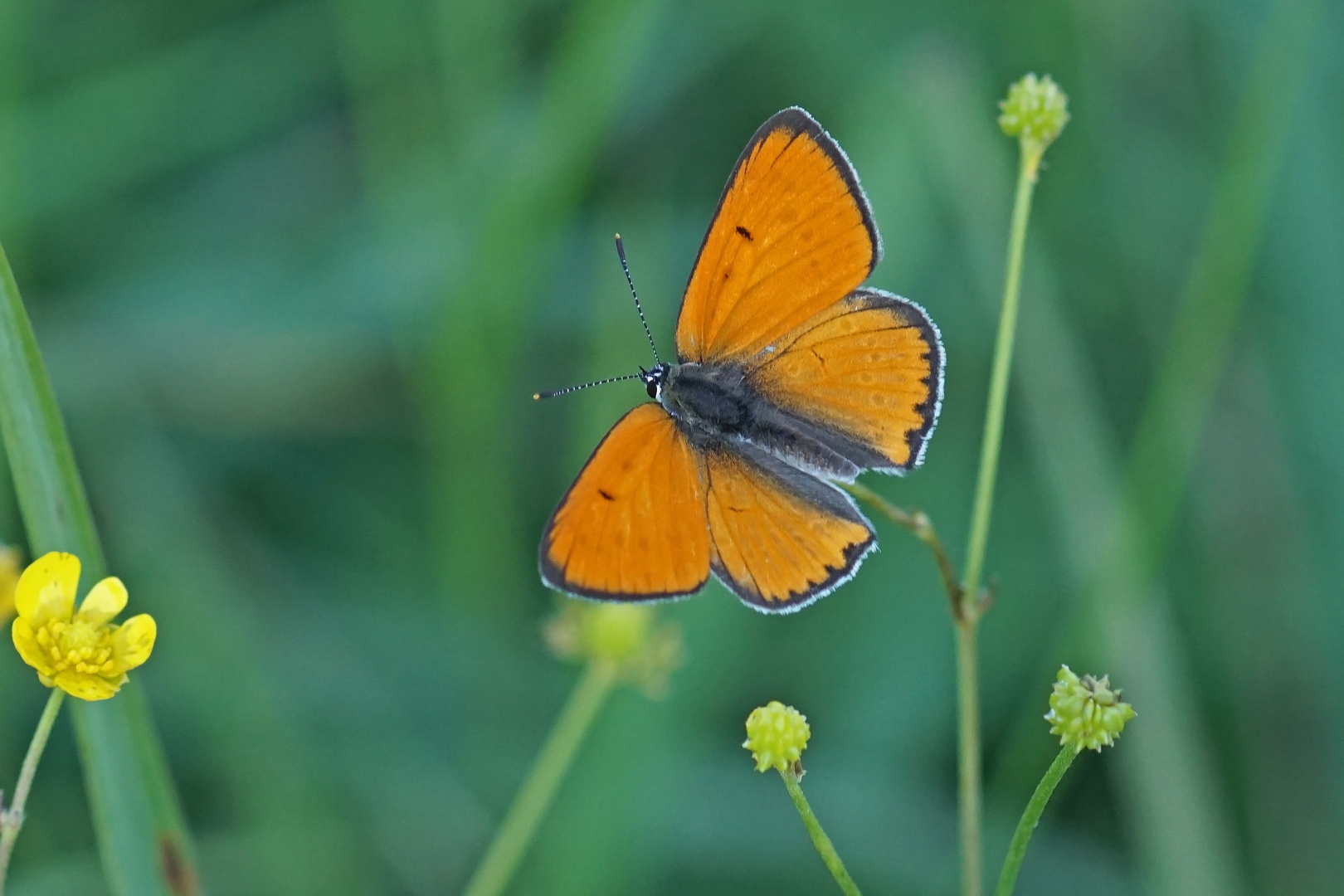 Großer Feuerfalter (Lycaena dispar ssp.rutila), Männchen