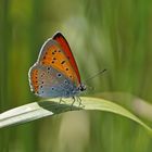 Großer Feuerfalter (Lycaena dispar ssp.rutila), Männchen