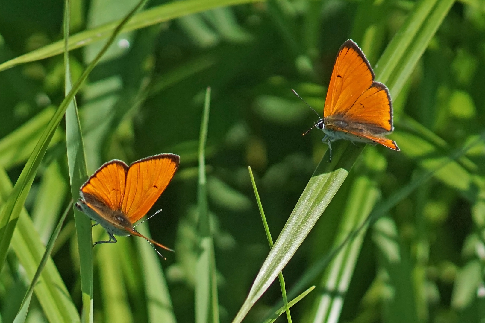 Großer Feuerfalter (Lycaena dispar ssp.rutila), Männchen