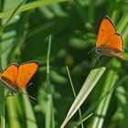 Großer Feuerfalter (Lycaena dispar ssp.rutila), Männchen