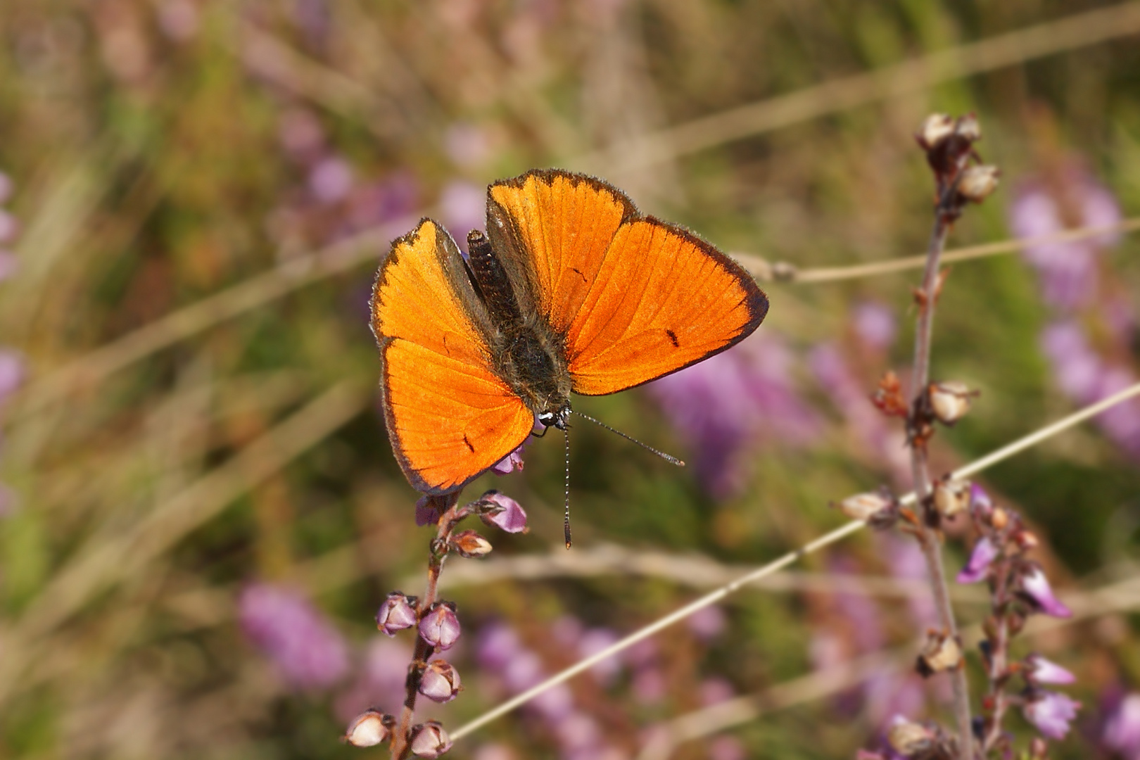 Großer Feuerfalter (Lycaena dispar ssp.rutila), Männchen