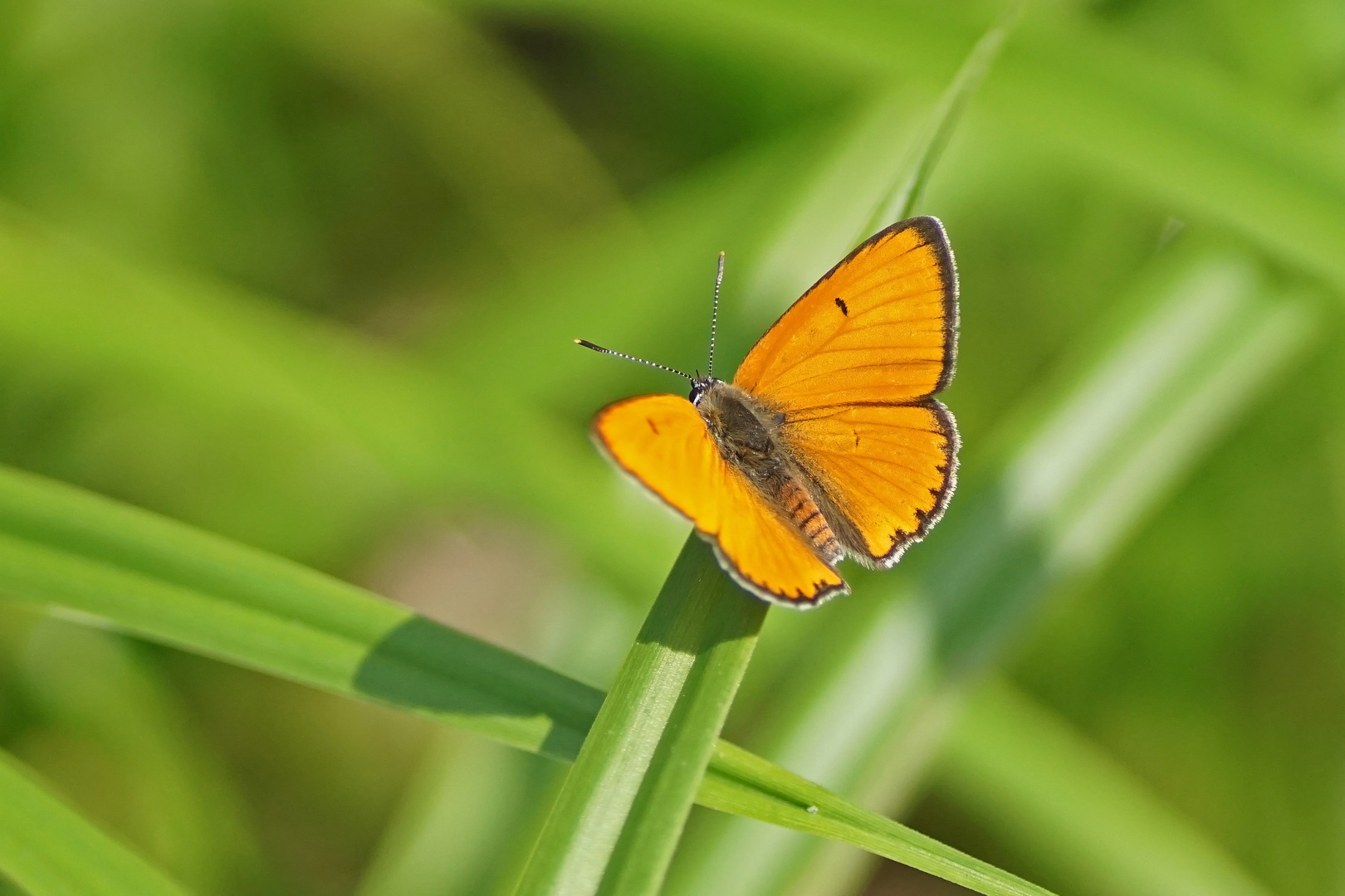 Großer Feuerfalter (Lycaena dispar ssp.rutila), Männchen