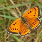 Großer Feuerfalter (Lycaena dispar ssp.rutila), Weibchen 2