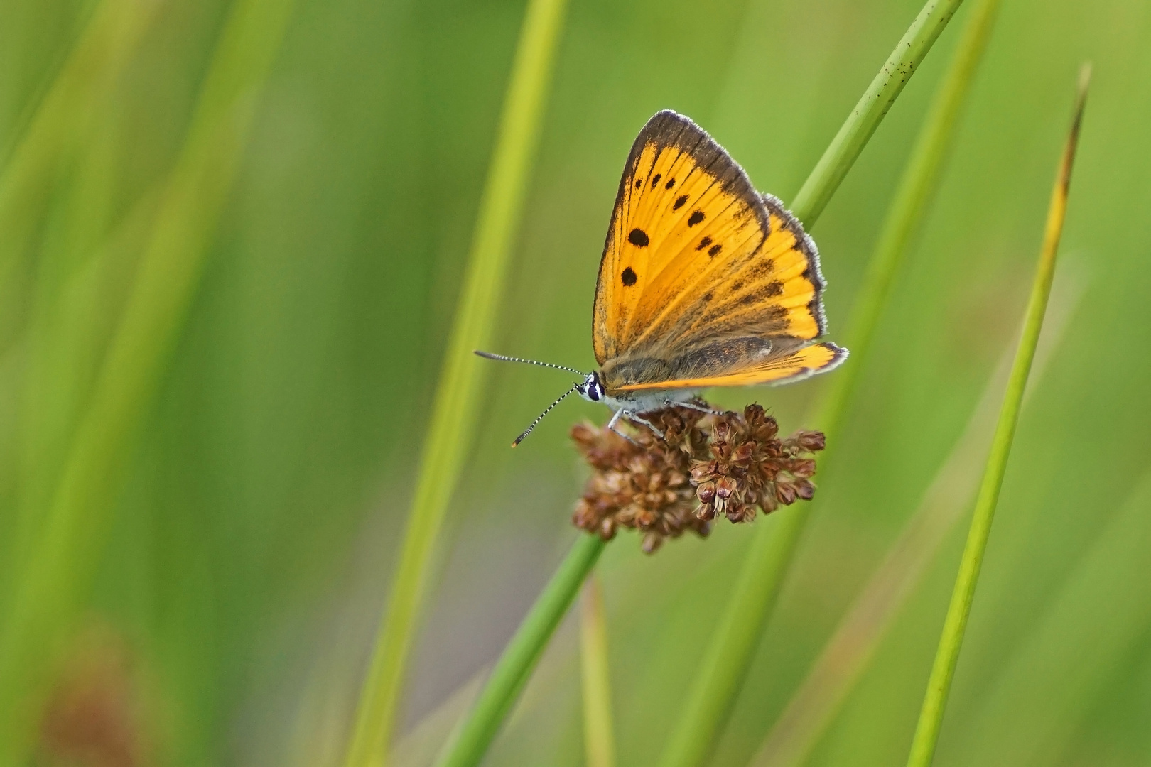 Großer Feuerfalter (Lycaena dispar ssp.rutila), Weibchen