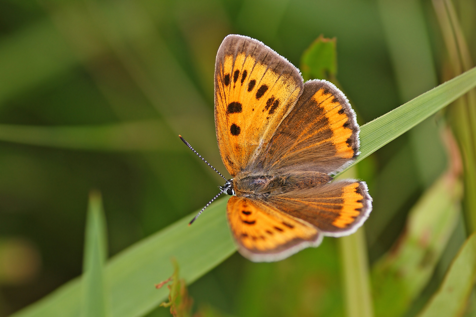 Großer Feuerfalter (Lycaena dispar ssp.rutilus), Weibchen