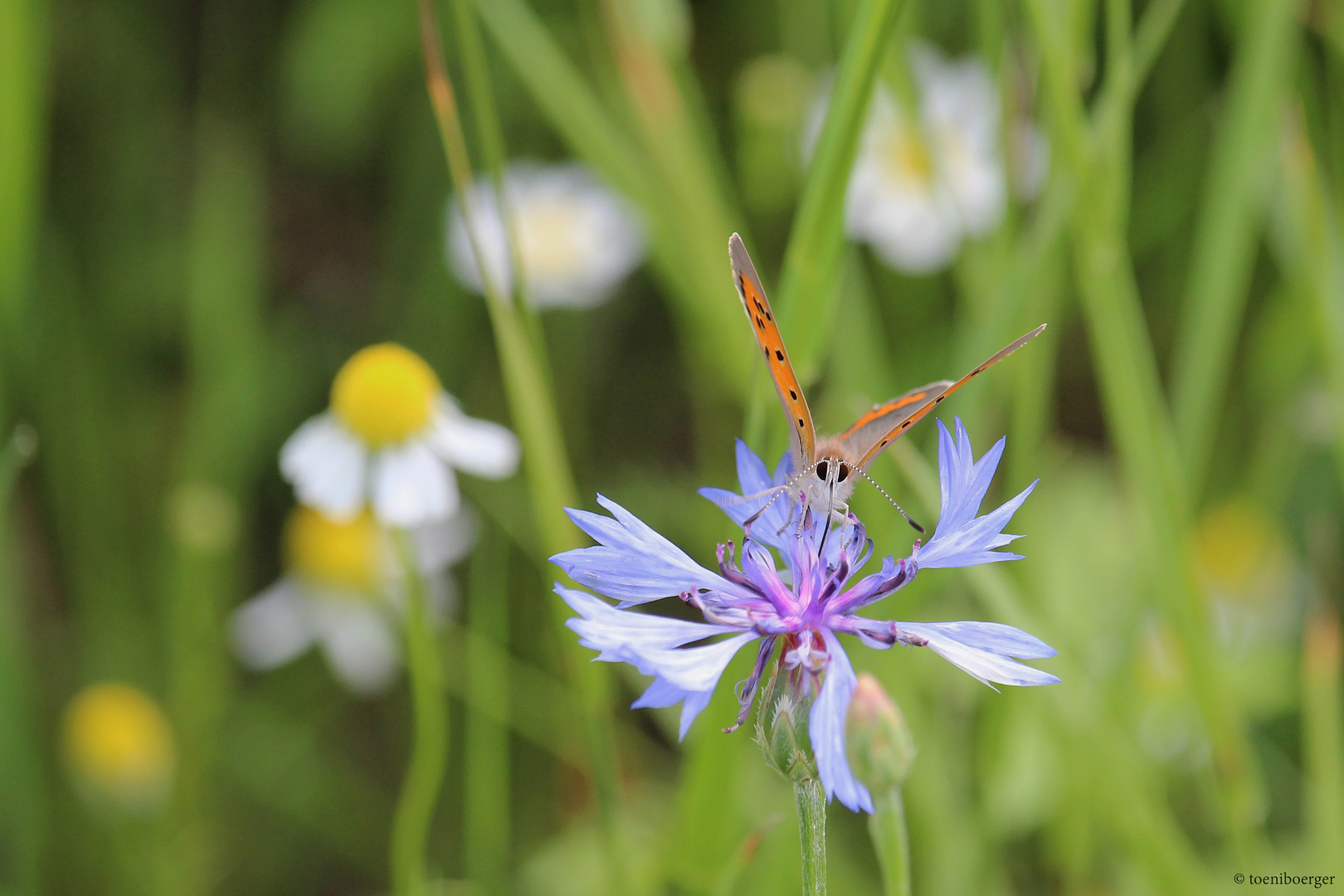 Großer Feuerfalter (Lycaena dispar) - vermutlich