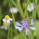 Großer Feuerfalter (Lycaena dispar) - vermutlich