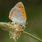 Großer Feuerfalter (Lycaena dispar), Weibchen