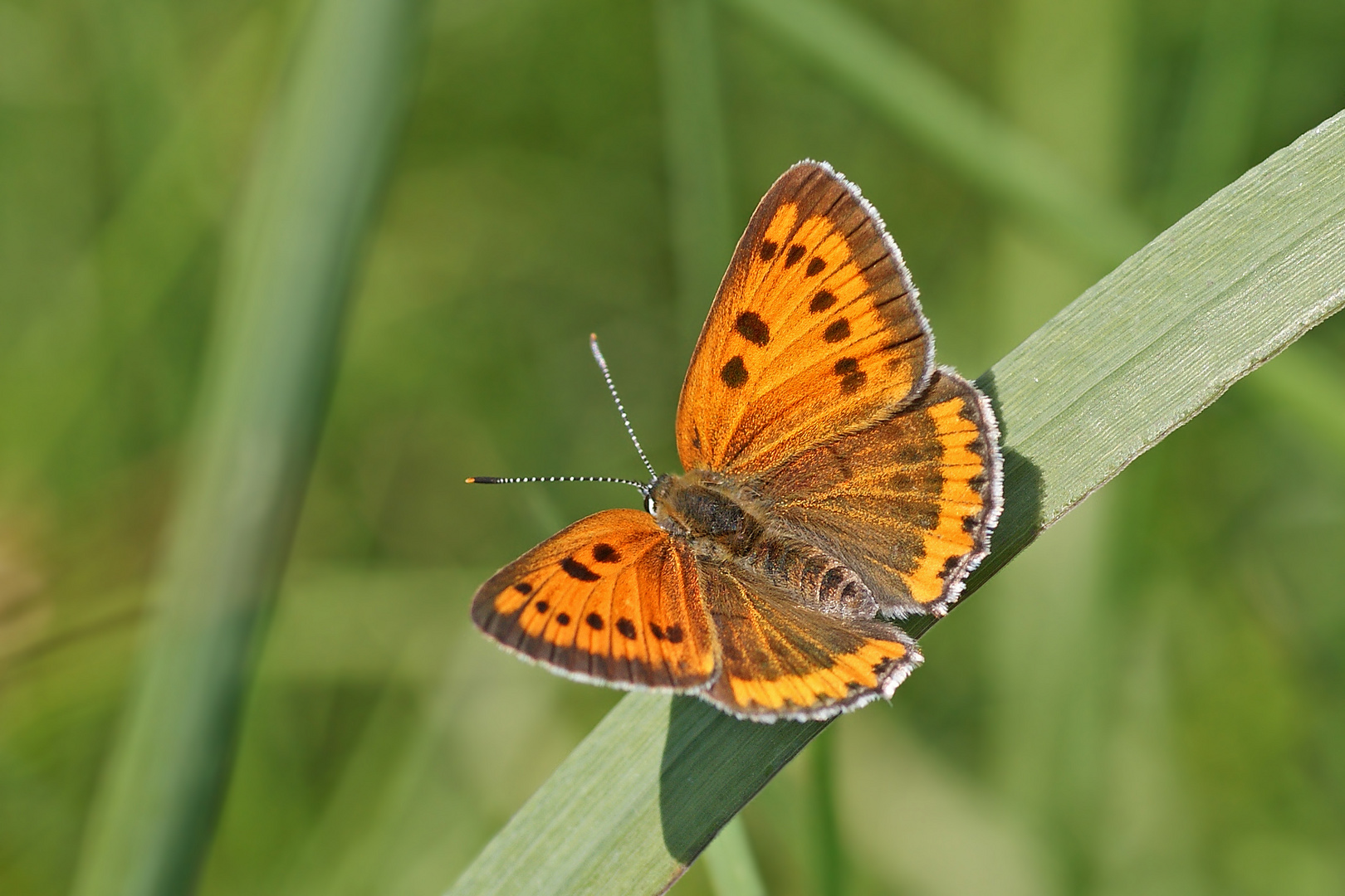 Großer Feuerfalter (Lycaena dispar), Weibchen