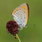 Großer Feuerfalter (Lycaena dispar), Weibchen