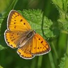 Großer Feuerfalter (Lycaena dispar), Weibchen