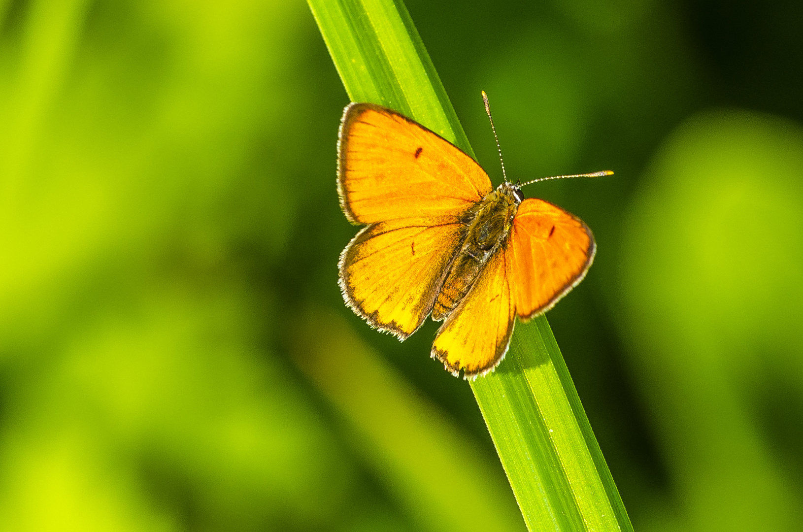 Großer Feuerfalter (Lyvaena dispar)