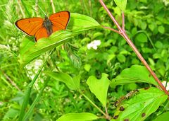 Großer Feuerfalter und Schwebfliegen