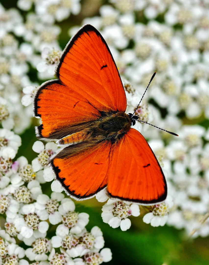 Großer Feuerfalter,Lycaena dispar.