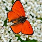 Großer Feuerfalter,Lycaena dispar.