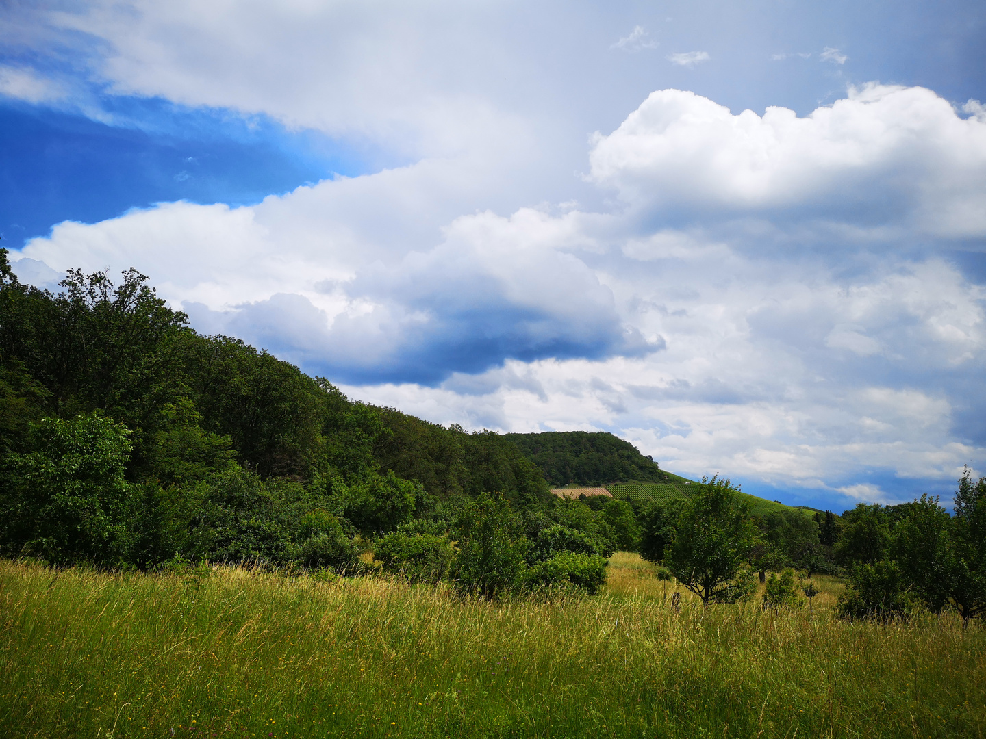 Großer Fkeckenwald