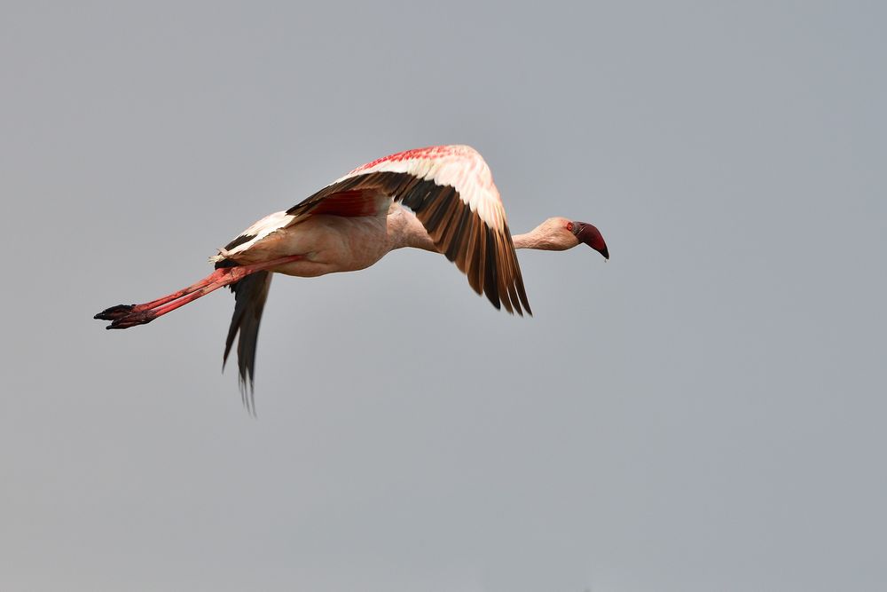 großer Flamingo