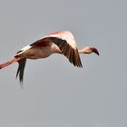 großer Flamingo