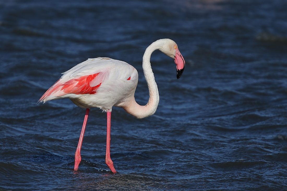 Großer Flamingo - Camargue