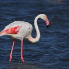 Großer Flamingo - Camargue