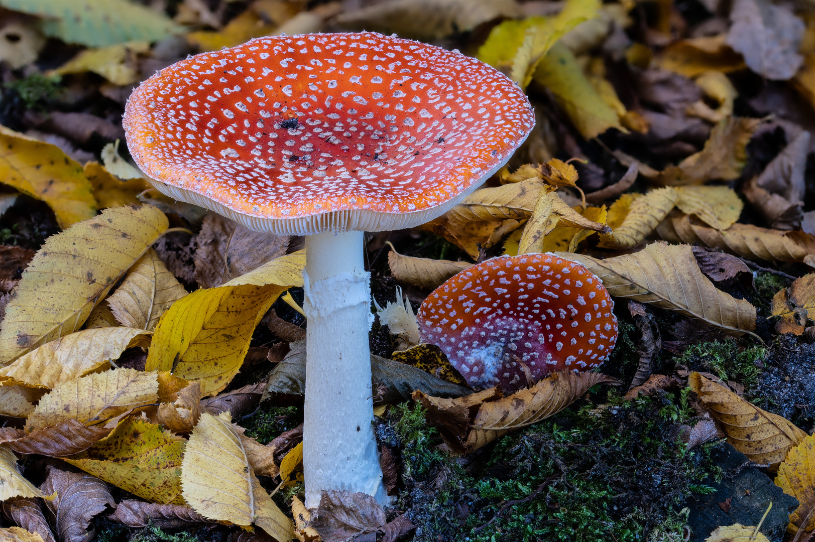 großer Fliegenpilz