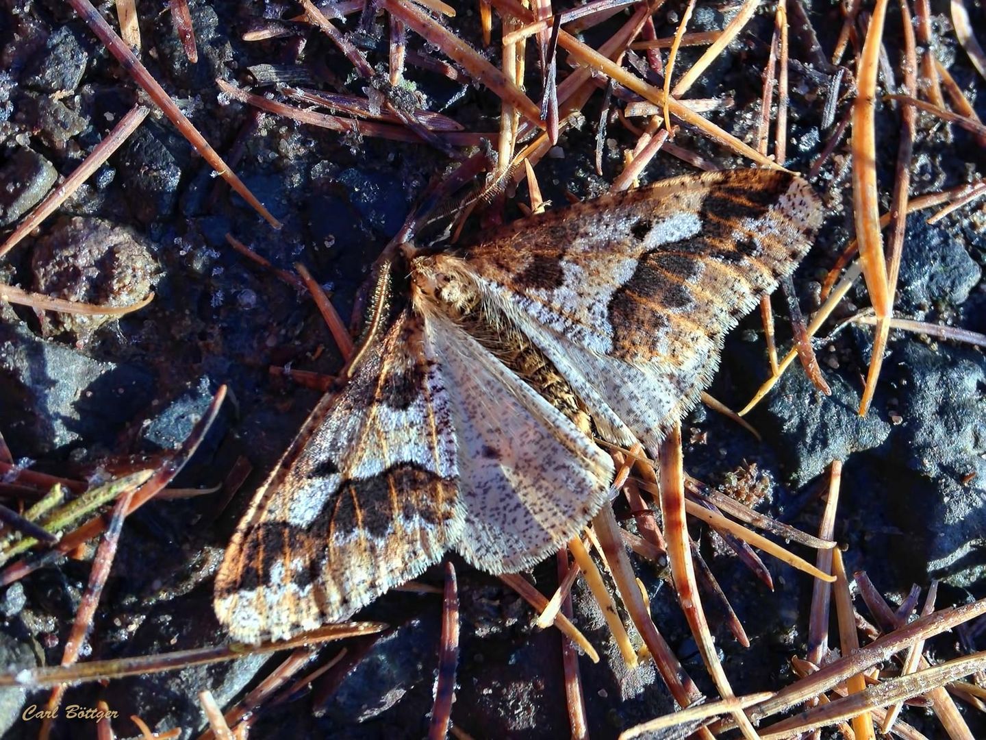 Großer Frostspanner