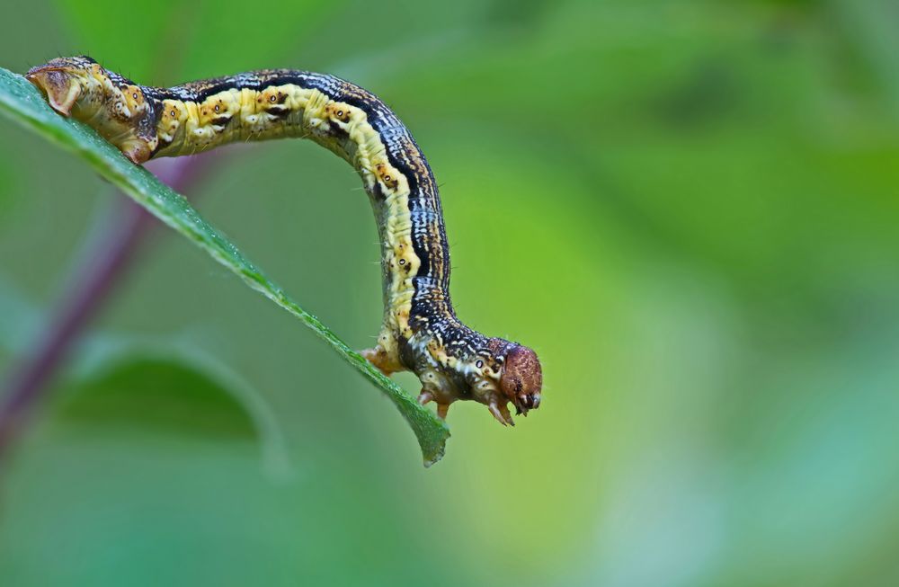 Großer Frostspanner (Erannis defoliaria)