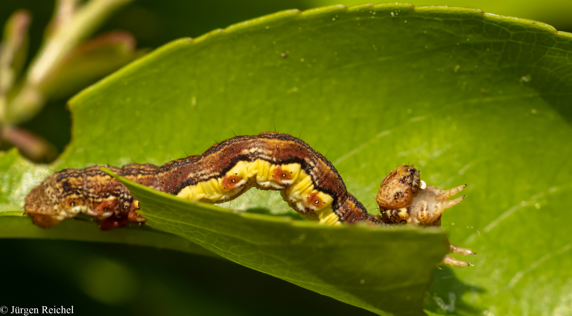 Großer Frostspanner ( Erannis defoliaria )