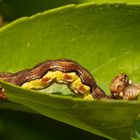 Großer Frostspanner ( Erannis defoliaria )