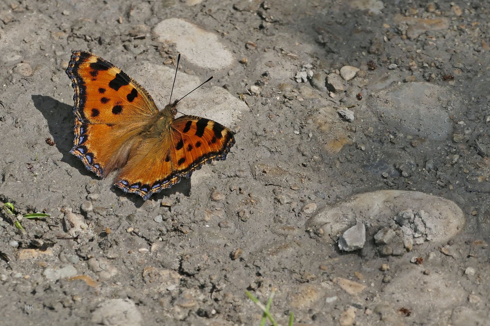 Großer Fuchs