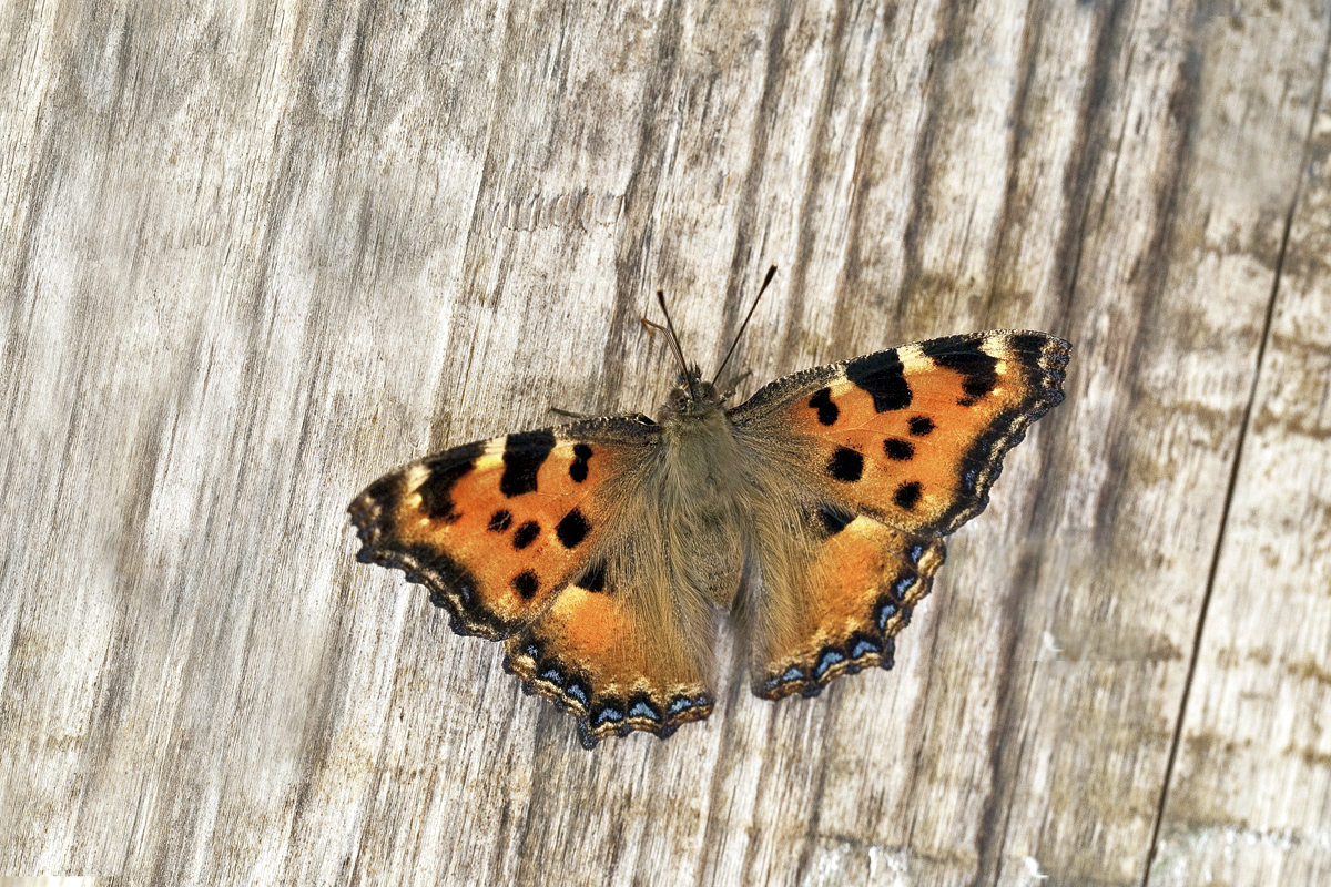 Großer Fuchs... Foto & Bild tiere, wildlife, schmetterlinge Bilder
