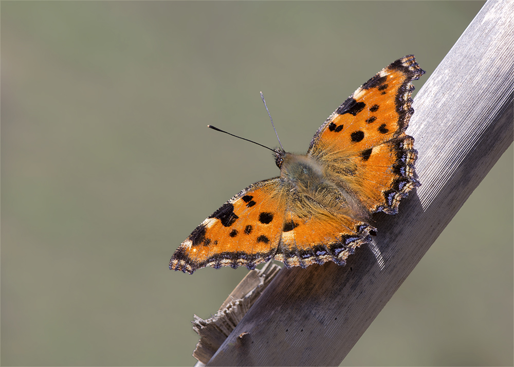 Großer Fuchs