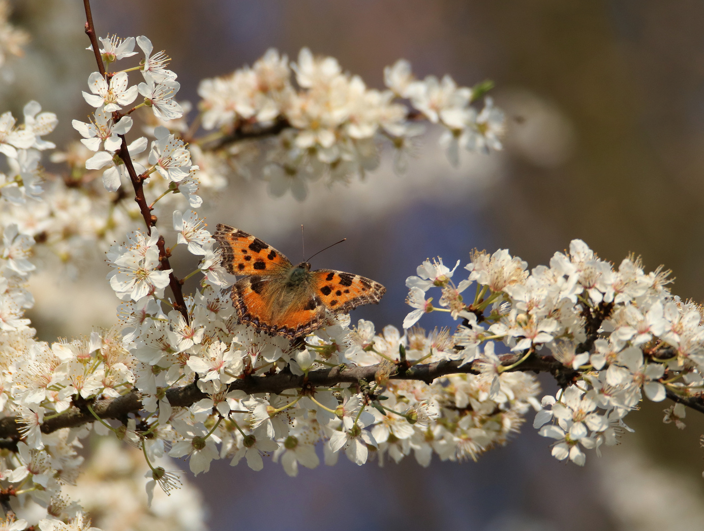 Großer Fuchs