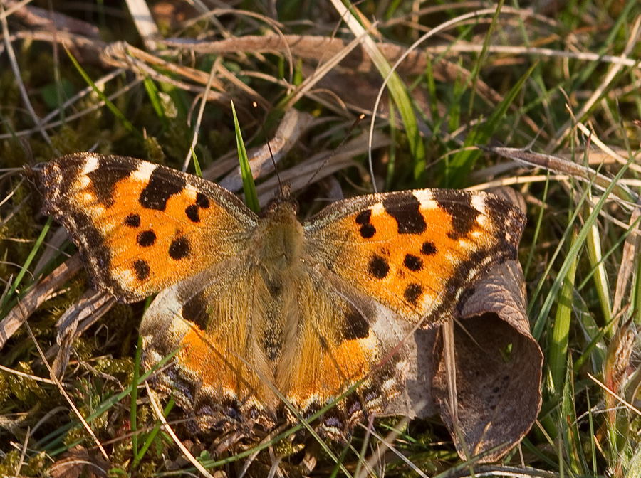 Großer Fuchs