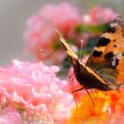 Großer Fuchs auf kleinem Balkon