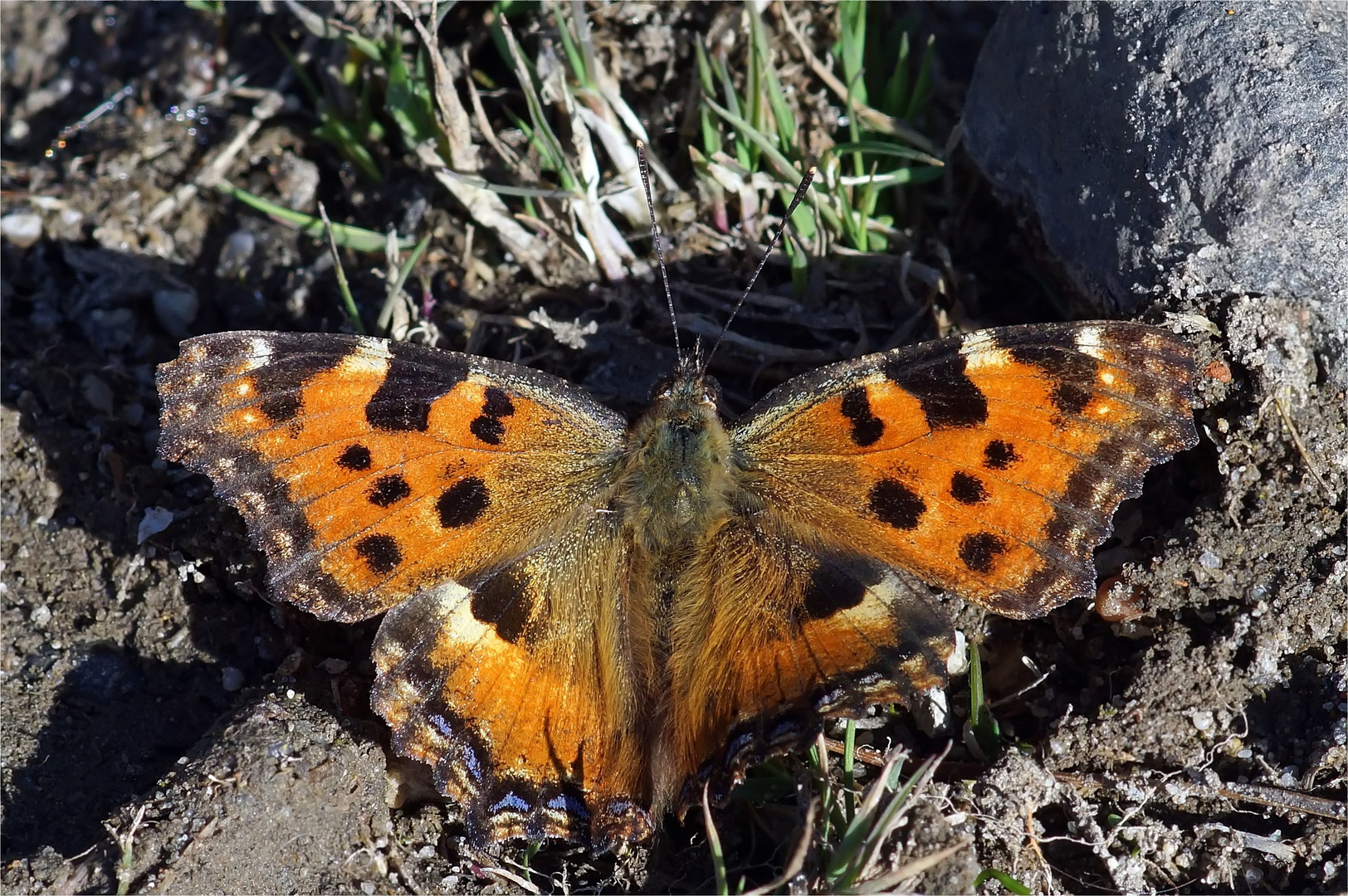 Großer Fuchs