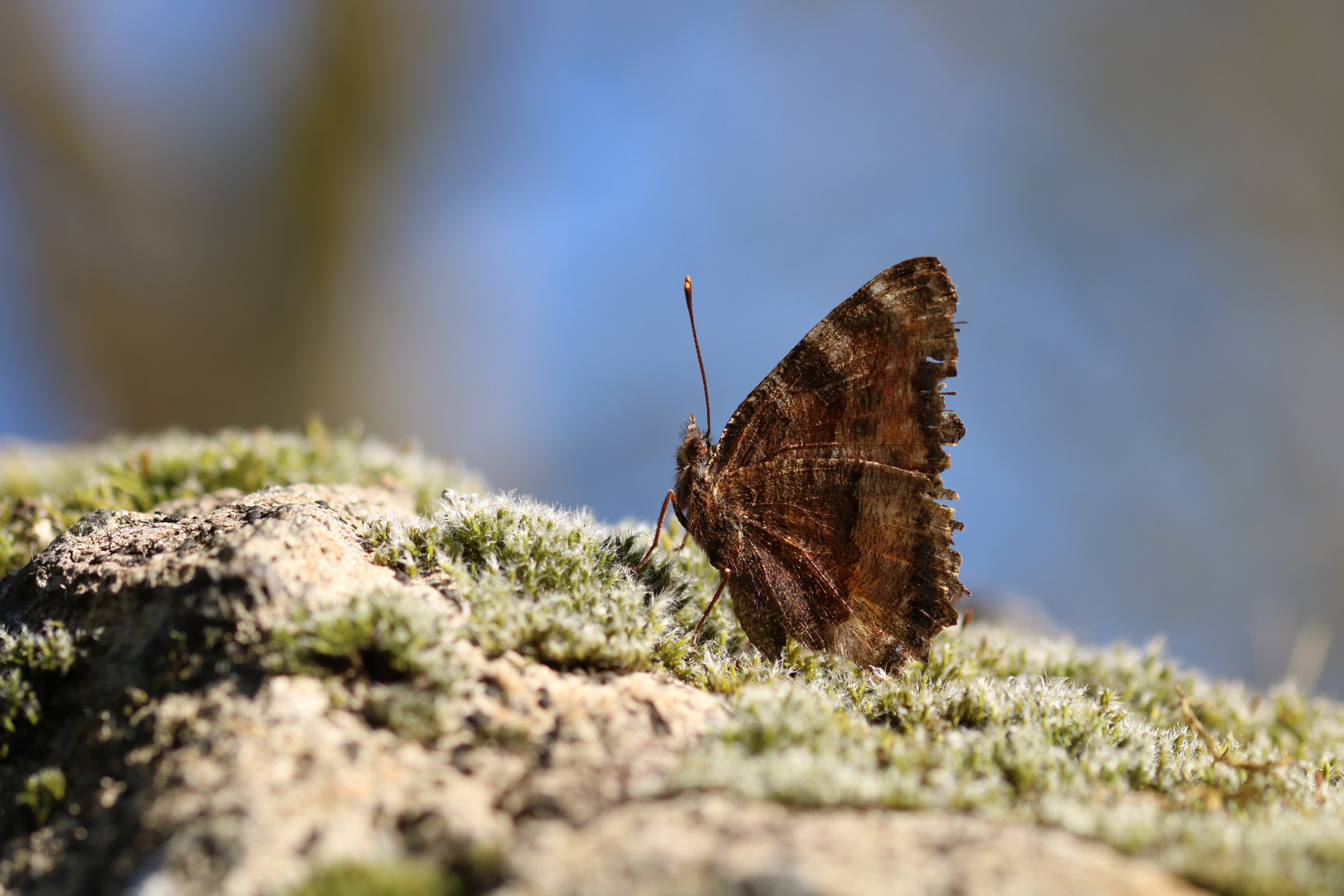 Großer Fuchs Foto & Bild tiere, wildlife, schmetterlinge Bilder auf