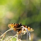 Großer Fuchs im Sonnenschein - endlich wieder Frühling