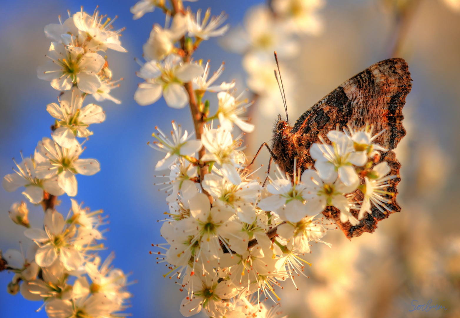 Großer Fuchs mit Blüten