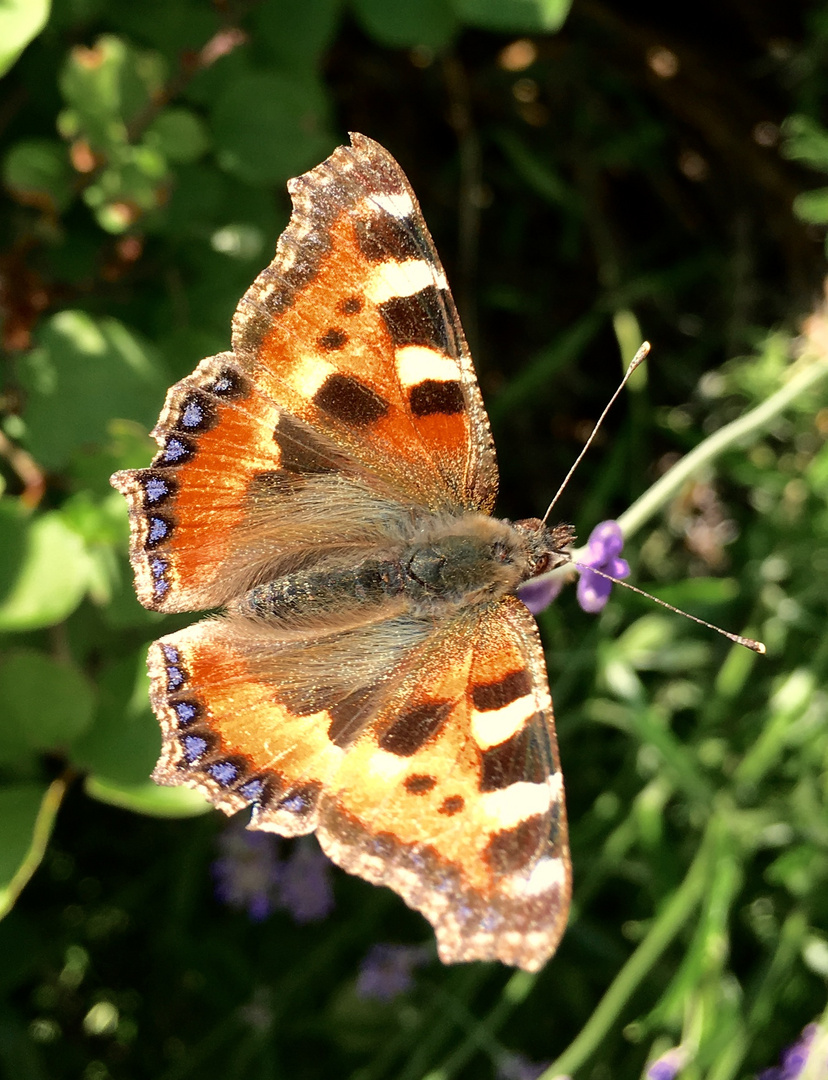 Großer Fuchs · Nymphalis polychloros 02