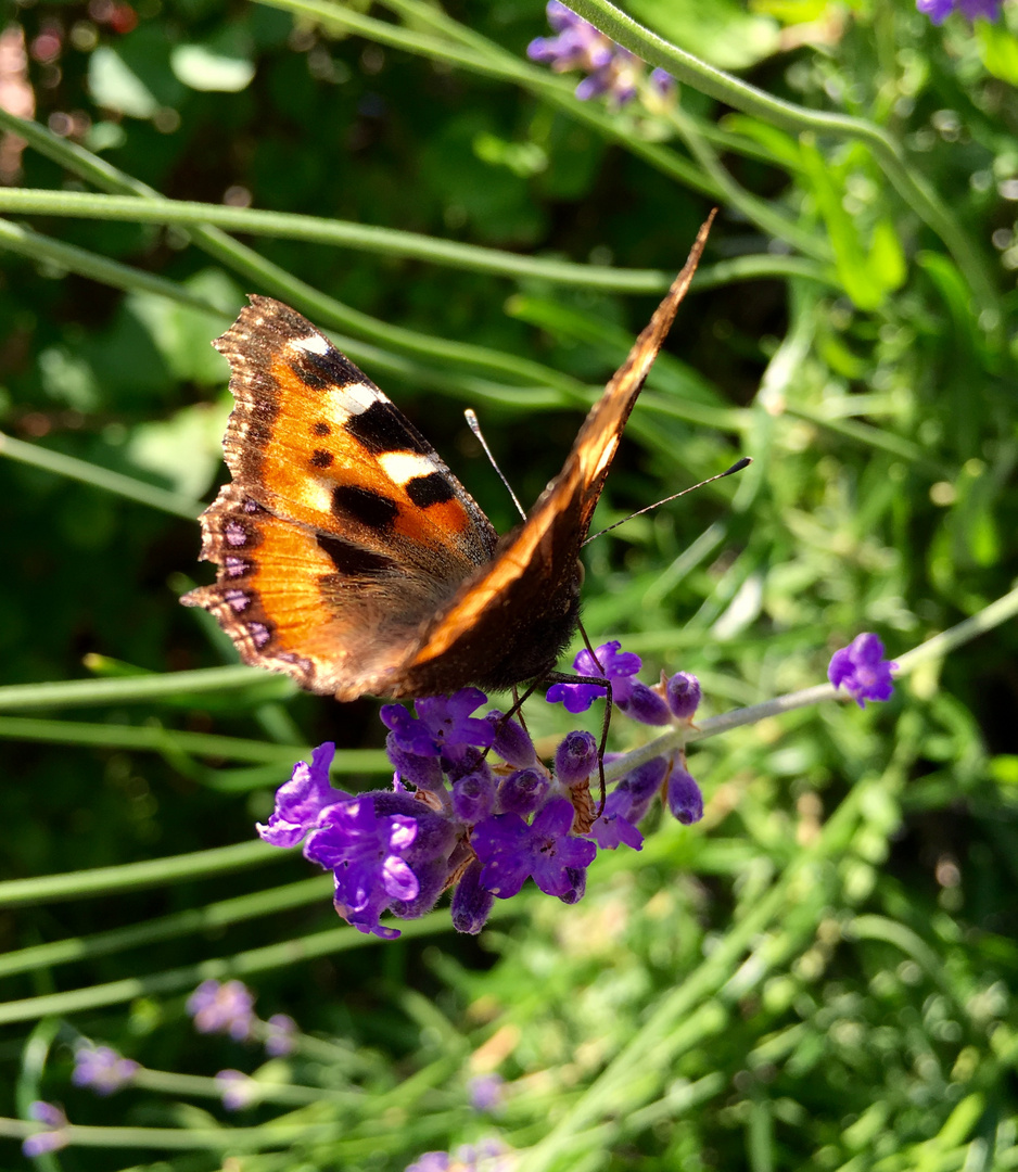 Großer Fuchs · Nymphalis polychloros 05 Schmetterling