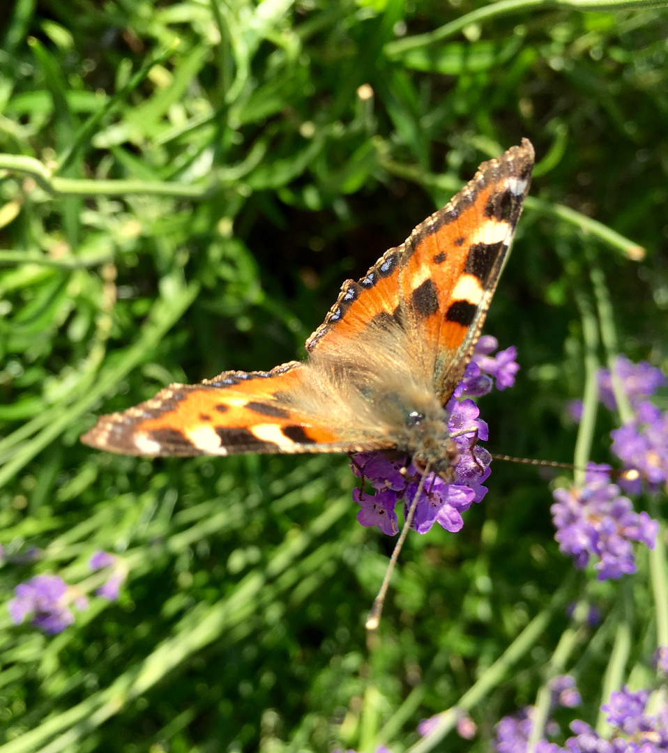 Großer Fuchs · Nymphalis polychloros 06 Schmetterling