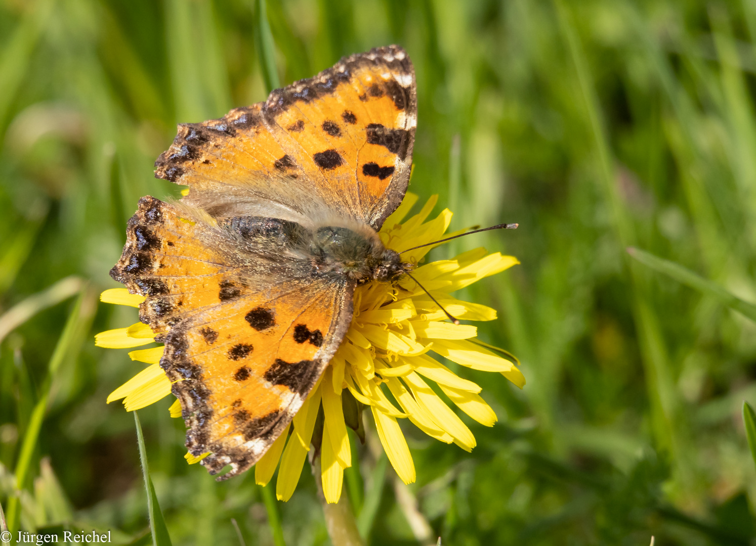 Großer Fuchs ( Nymphalis polychloros )