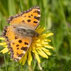 Großer Fuchs ( Nymphalis polychloros )