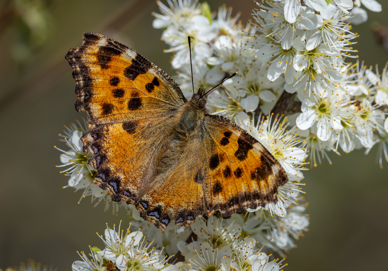 Großer Fuchs (Nymphalis polychloros)