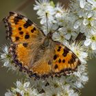 Großer Fuchs (Nymphalis polychloros)